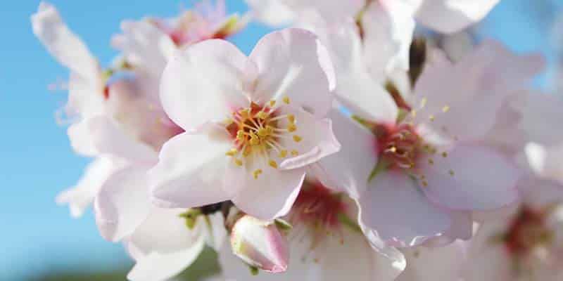 |Almond kernel