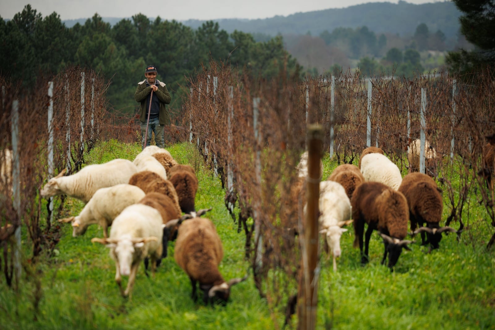Sheep help in production of Douro wine
