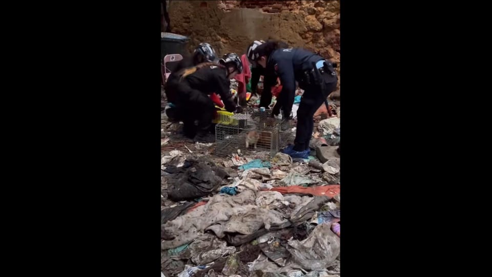 Animal rescuers and PSP police save 25 animals from filthy lock-up garage and warehouse