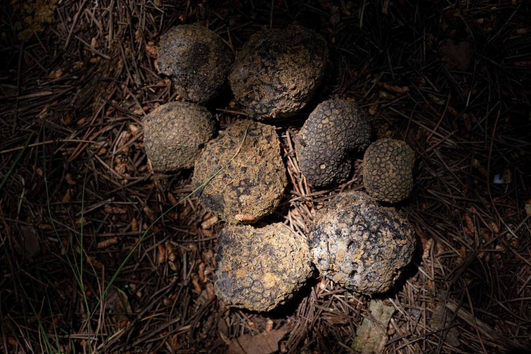 Black Truffles discovered in Portugal