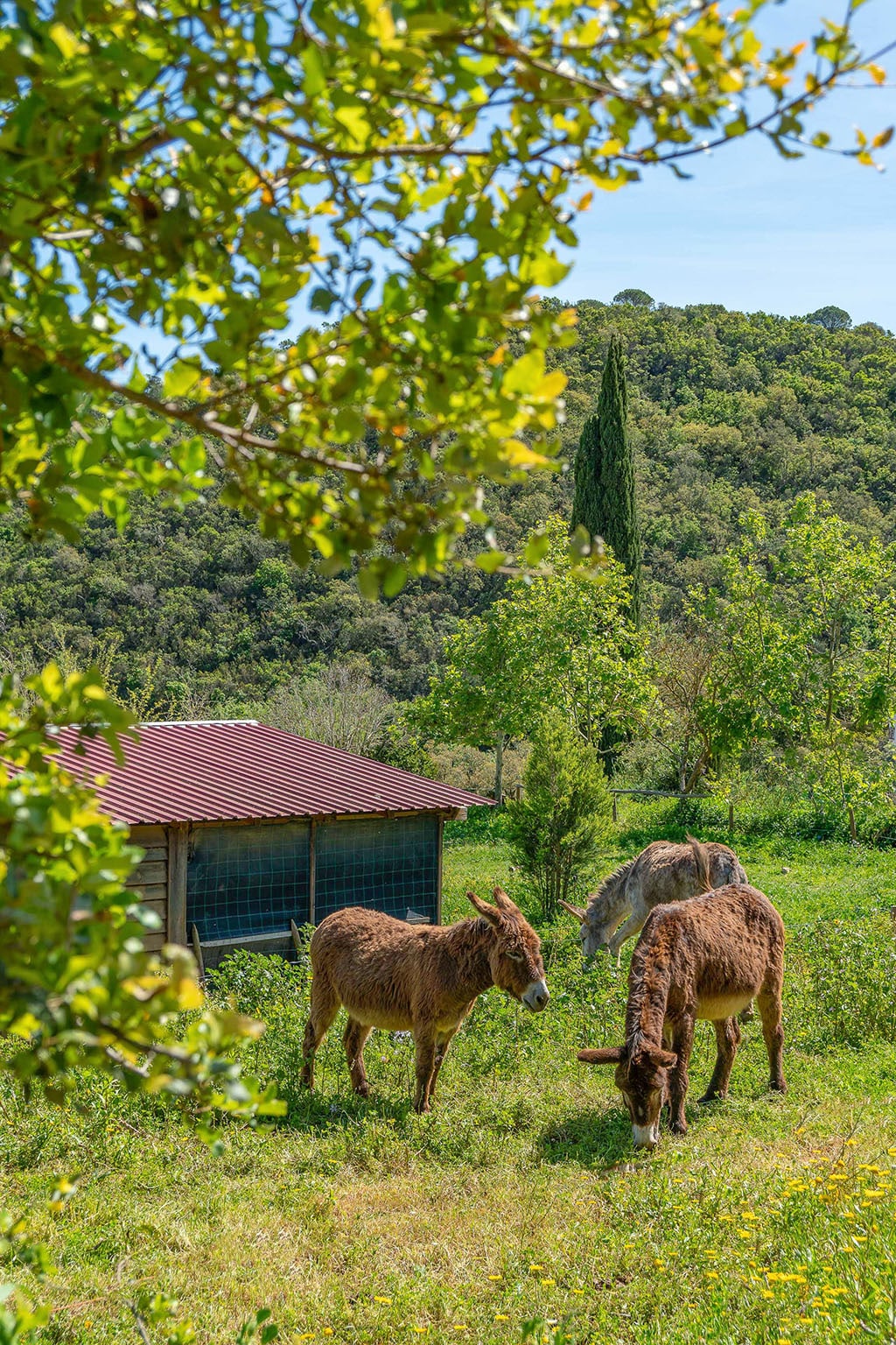 Burros & Artes residents