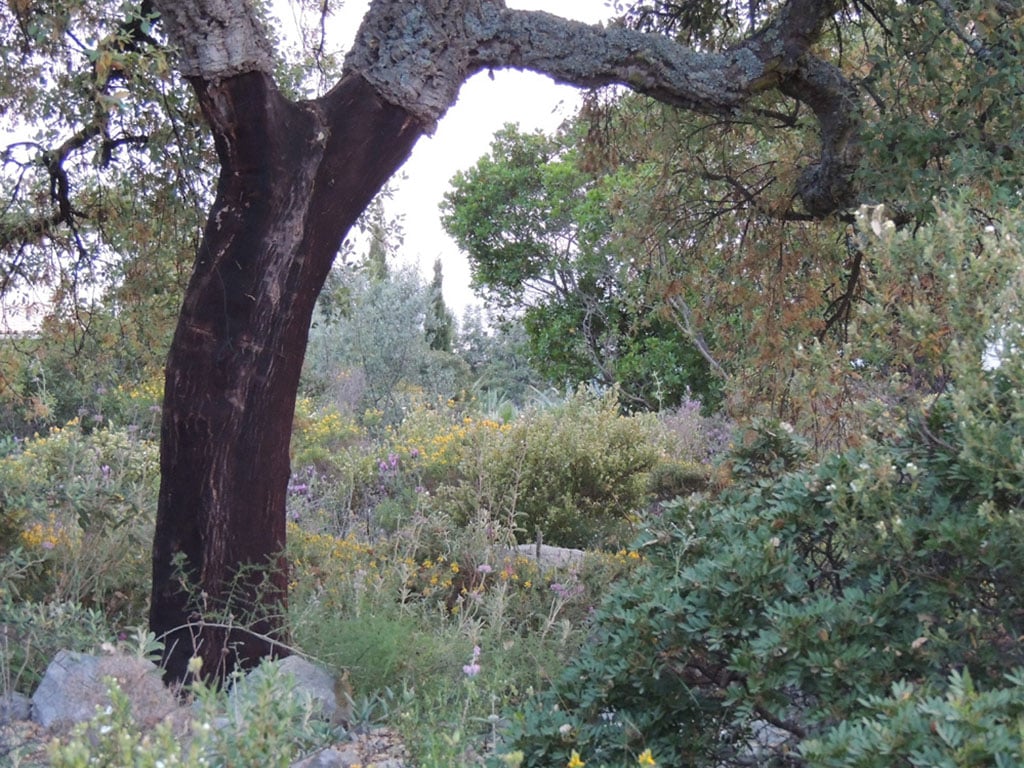 Cork oak and garden view