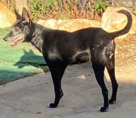 ‘Dusty’ (Bin girl at Pet Park)
