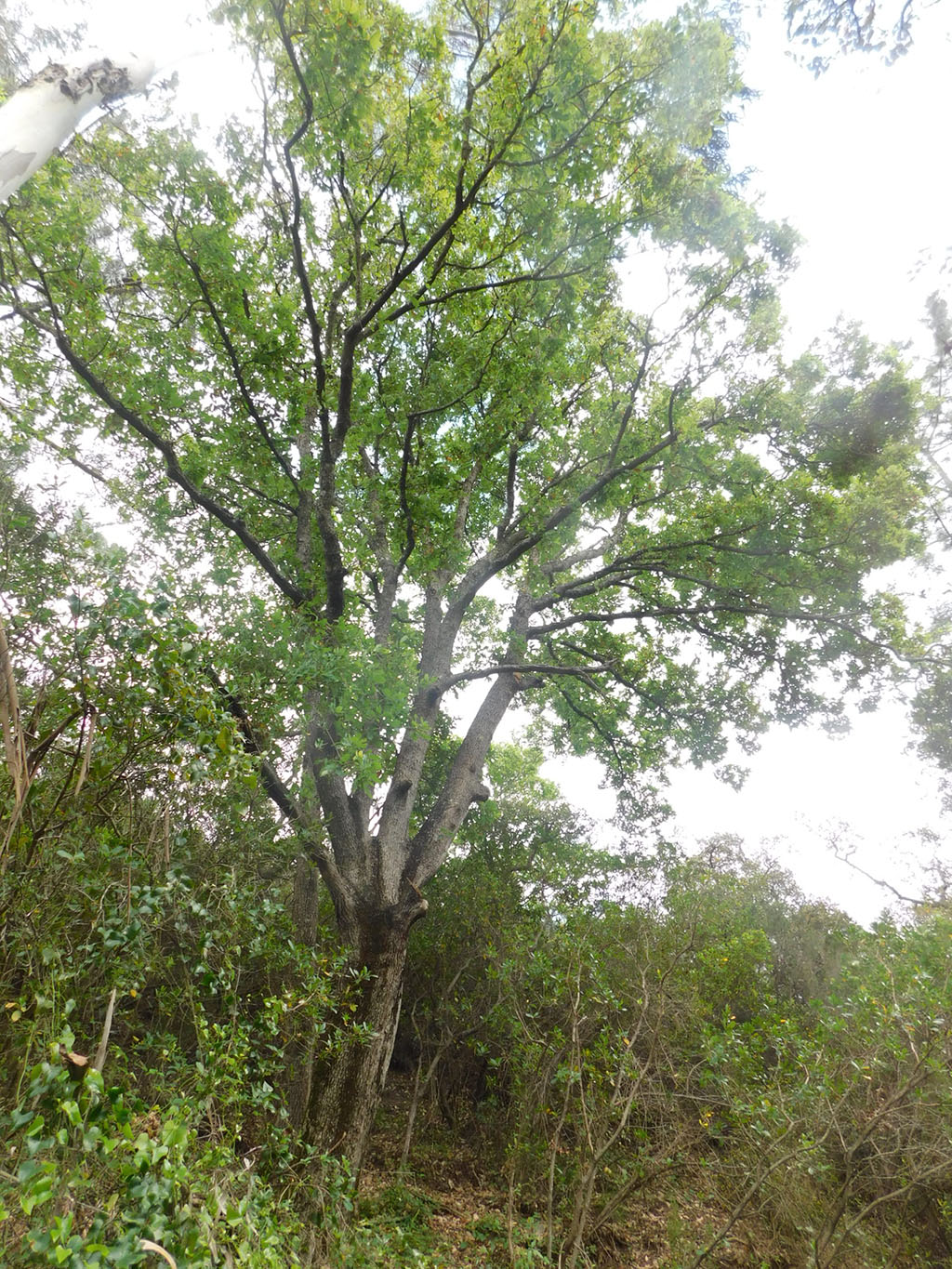Monchique oak