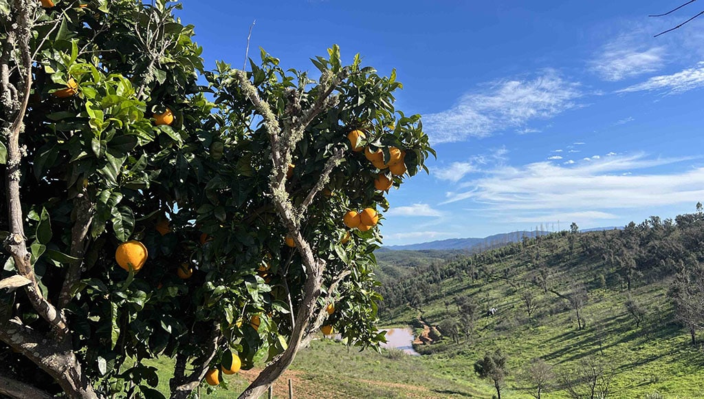 Not the only fruit: we ‘ve got limes & lemons too!
