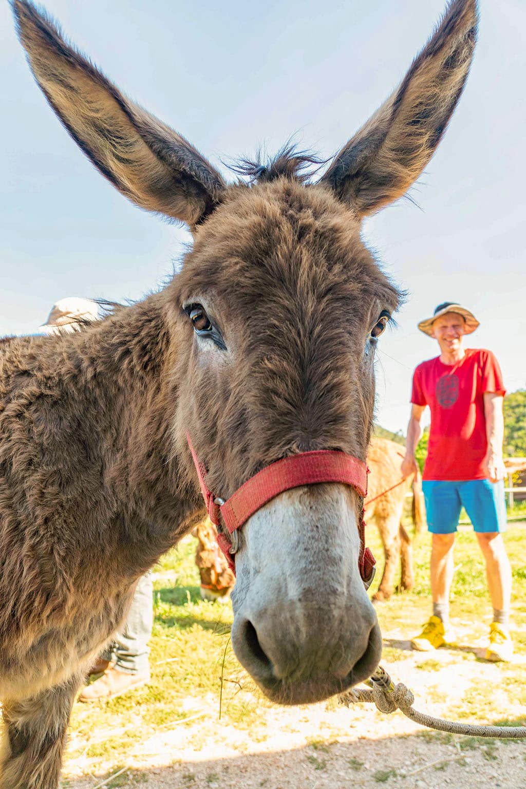 Donkey in harness ready for a hike