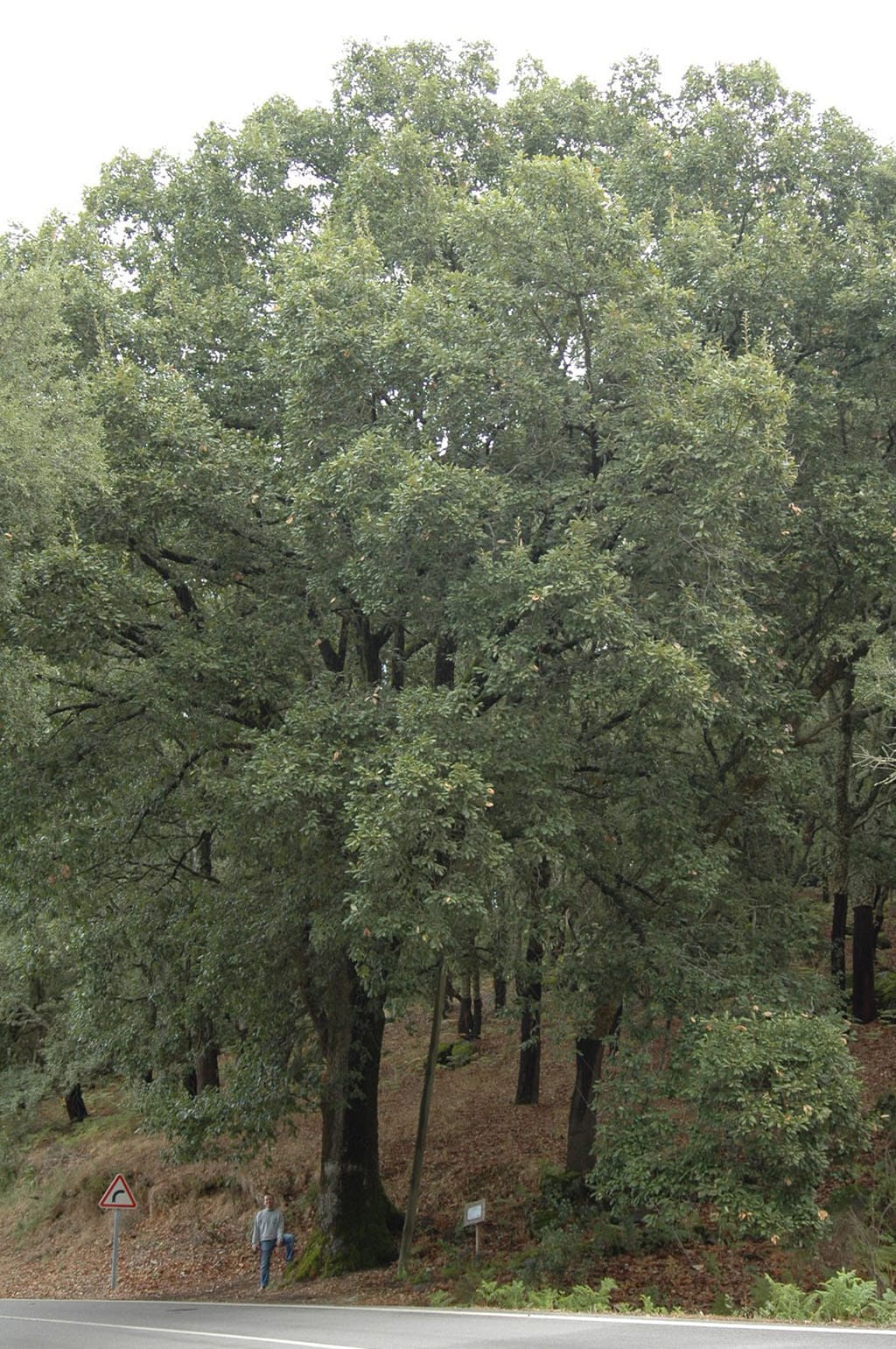 Q canariensis Monchique