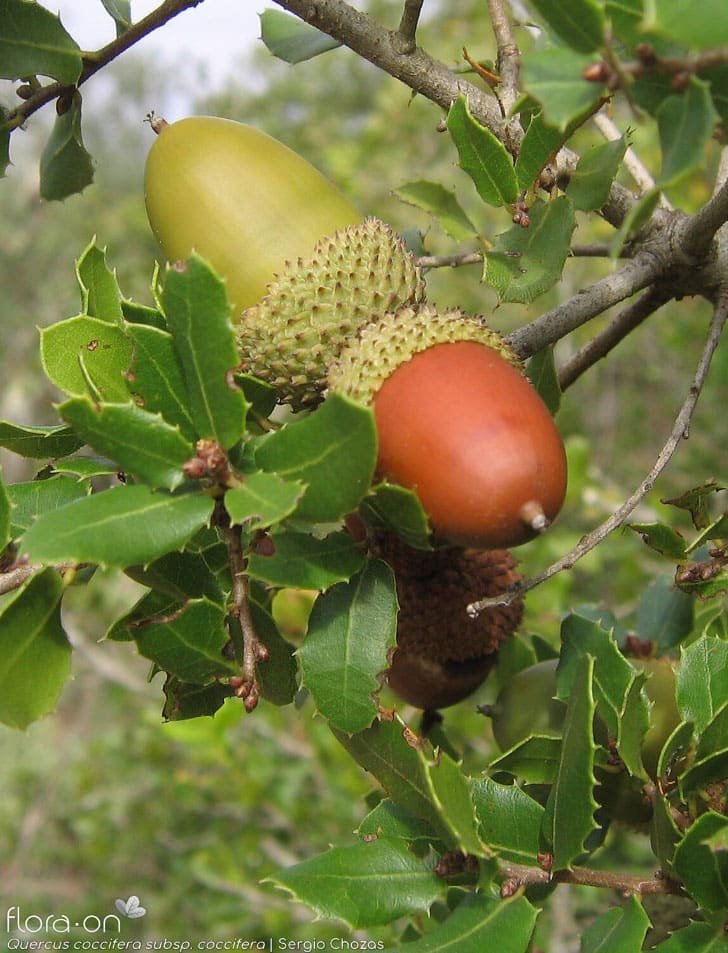 Quercus coccifera