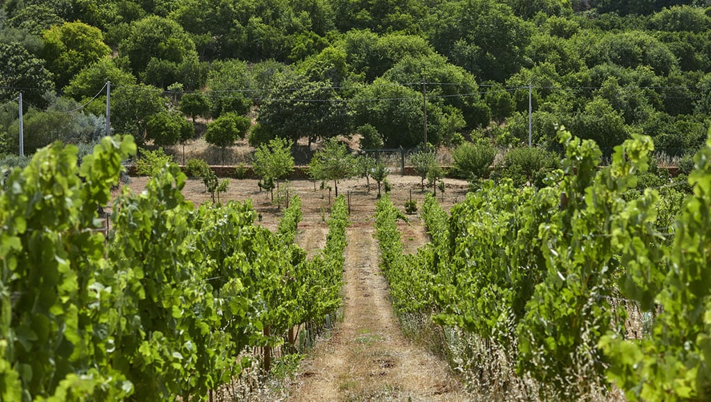 Quinta dos Sentidos 4