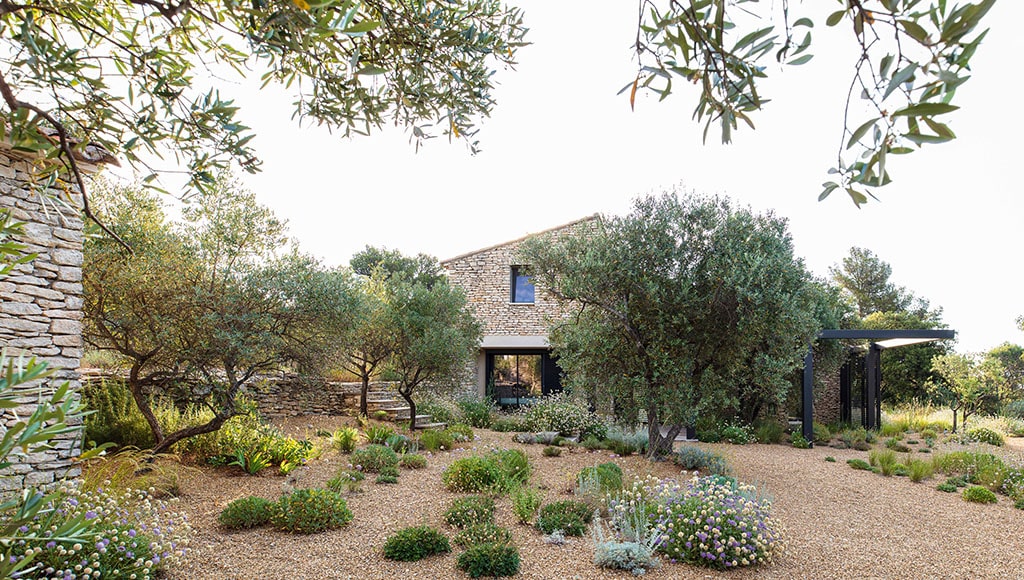 Young Oaks and garden planting