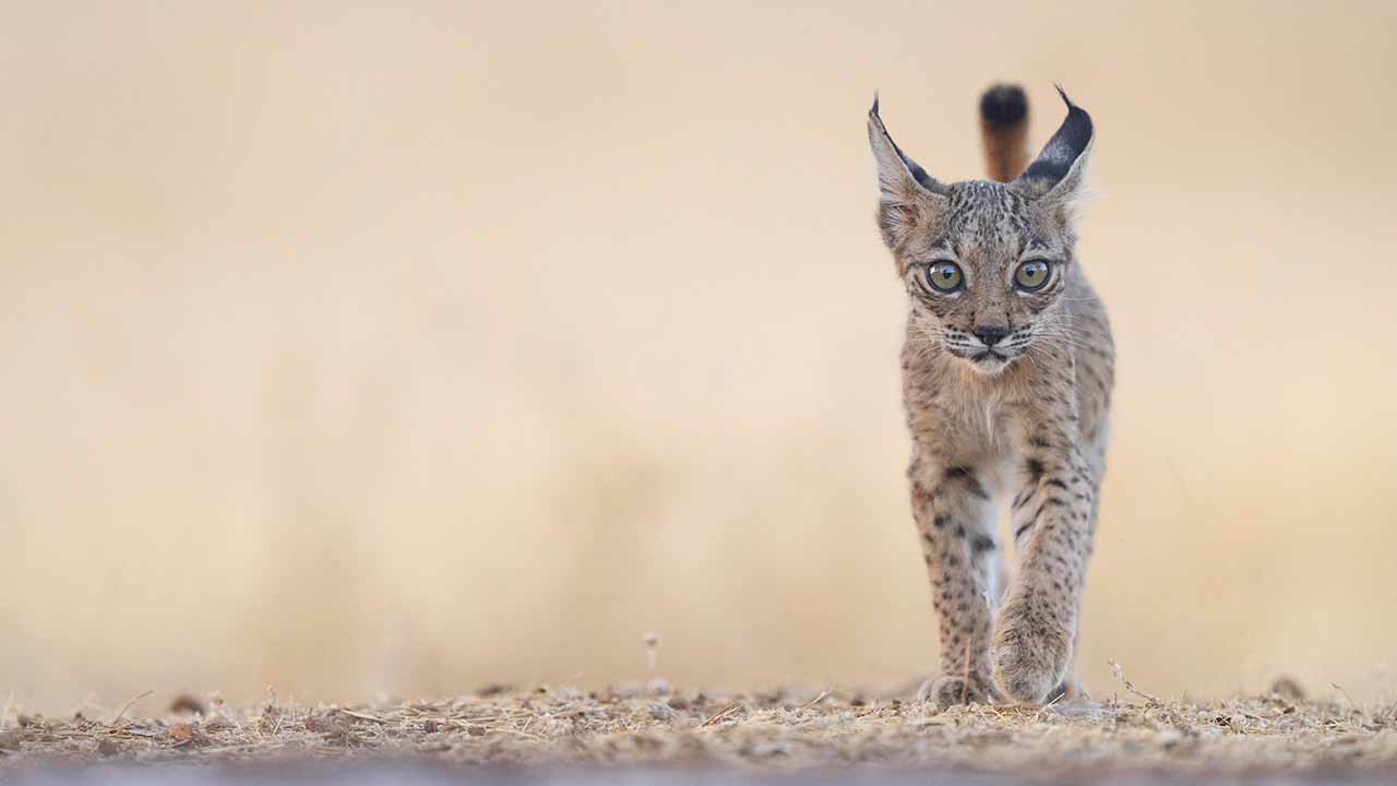 Government to create funding system for Iberian lynx centre in Silves