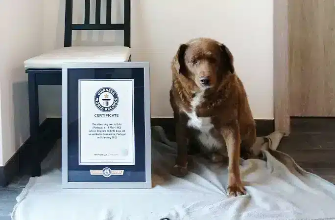 Oldest dog in world: Bobi is 30 years old