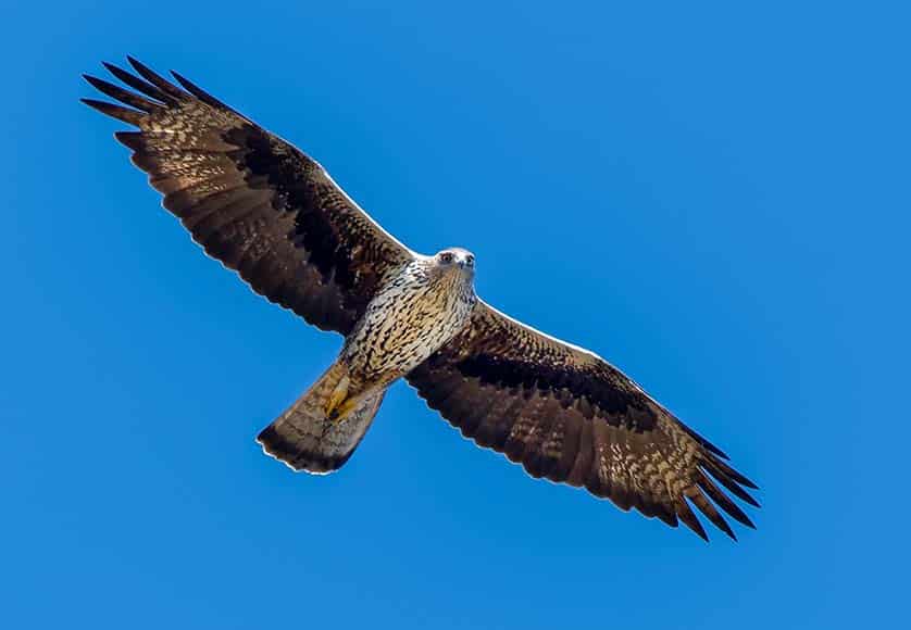 Bonelli’s eagle|Short-toed eagle|Booted eagle (light morph)