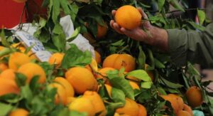 Algarve citrus sector between rock and hard place