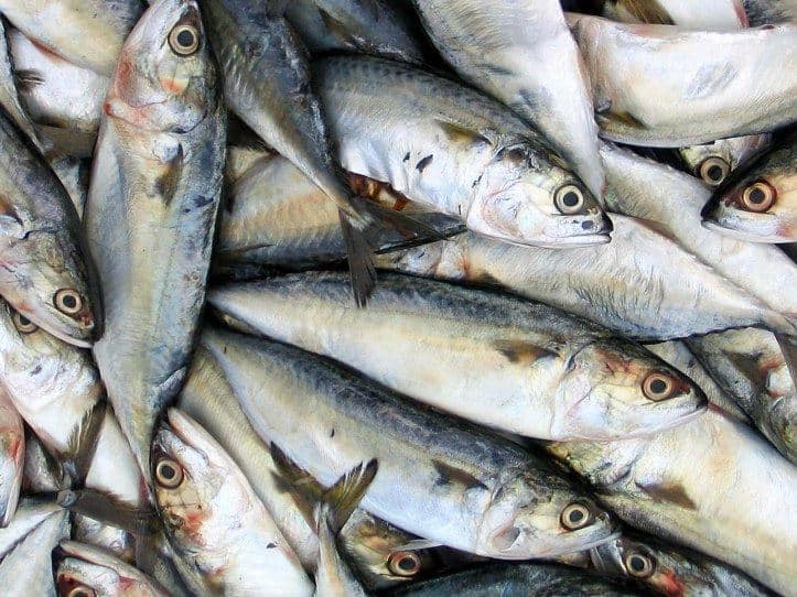 1-sardinhas1.jpg