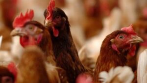 Portuguese experts talk-up threat of ‘bird flu’ 