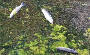 Almargem warns of “dramatic situation” at Alcantarilha Stream