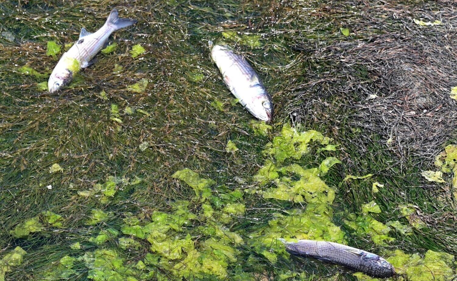 Almargem warns of "dramatic situation" at Alcantarilha Stream|Almargem warns of "dramatic situation" at Alcantarilha stream|Almargem warns of "dramatic situation" at Alcantarilha Stream|Almargem warns of "dramatic situation" at Alcantarilha Stream|Almargem warns of "dramatic situation" at Alcantarilha Stream