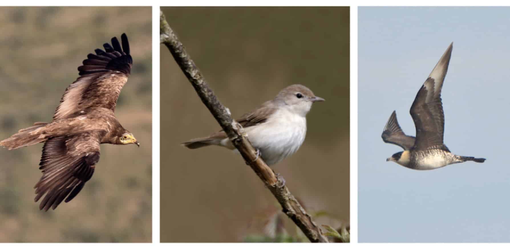 15th Bird Watching & Nature Activities Festival|15th Bird Watching & Nature Activities Festival|15th Bird Watching & Nature Activities Festival|Eurasian dotterel