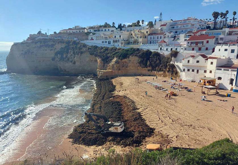 Seaweed removal begins at Carvoeiro beach|Seaweed removal begins at Carvoeiro beach|Seaweed removal begins at Carvoeiro beach|Seaweed removal begins at Carvoeiro beach|Seaweed removal begins at Carvoeiro beach|Seaweed removal begins at Carvoeiro beach|Seaweed removal begins at Carvoeiro beach