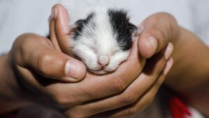 Man who threw six live kittens in a bag into the rubbish ‘walks free on appeal’