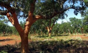Environmental NGO goes all out to save hundreds of hectares of cork oak forest