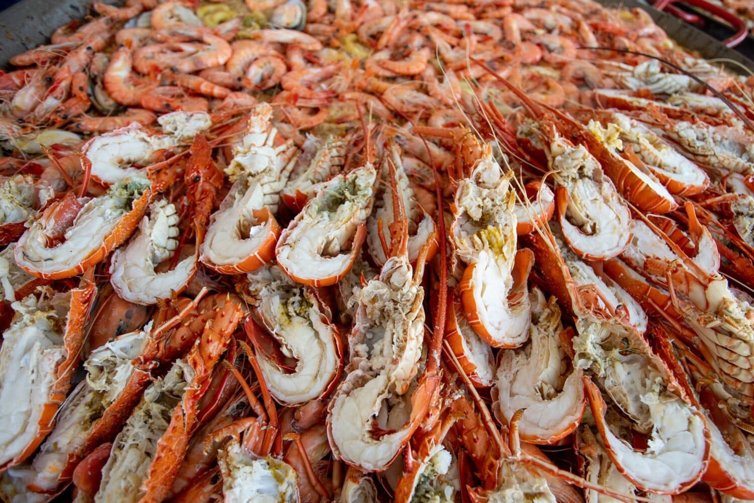 2019-131-festival-marisco-olhao-2019-15|Seafood grabs spotlight for five days in Olhão|Seafood grabs spotlight for five days in Olhão|2019-131-festival-marisco-olhao-2019-15