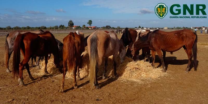 Despair over ‘animal holocaust’ left to continue after alert to authorities