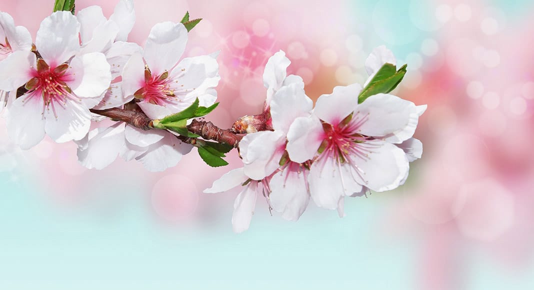 Lagoa convent to host Winter Recital by Grace Borgan and Susan Hammond