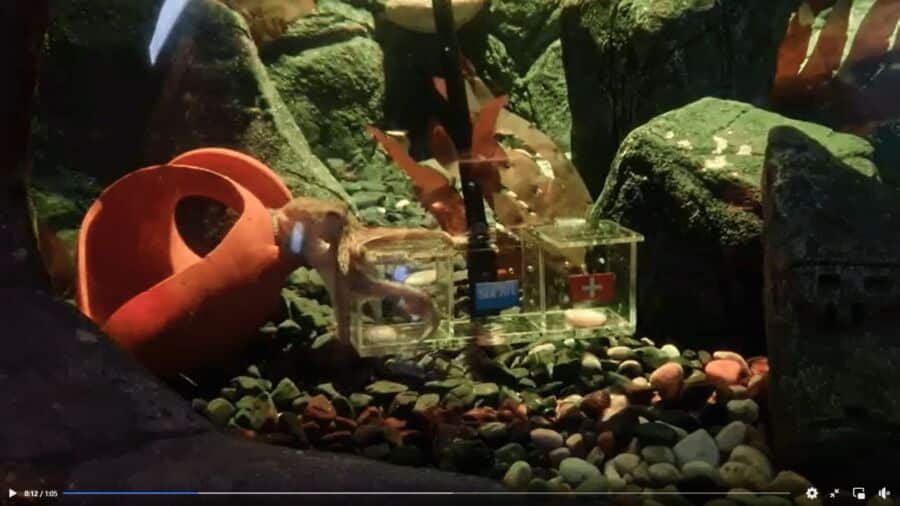 Octopus predicts Portugal will win today’s World Cup match against Switzerland