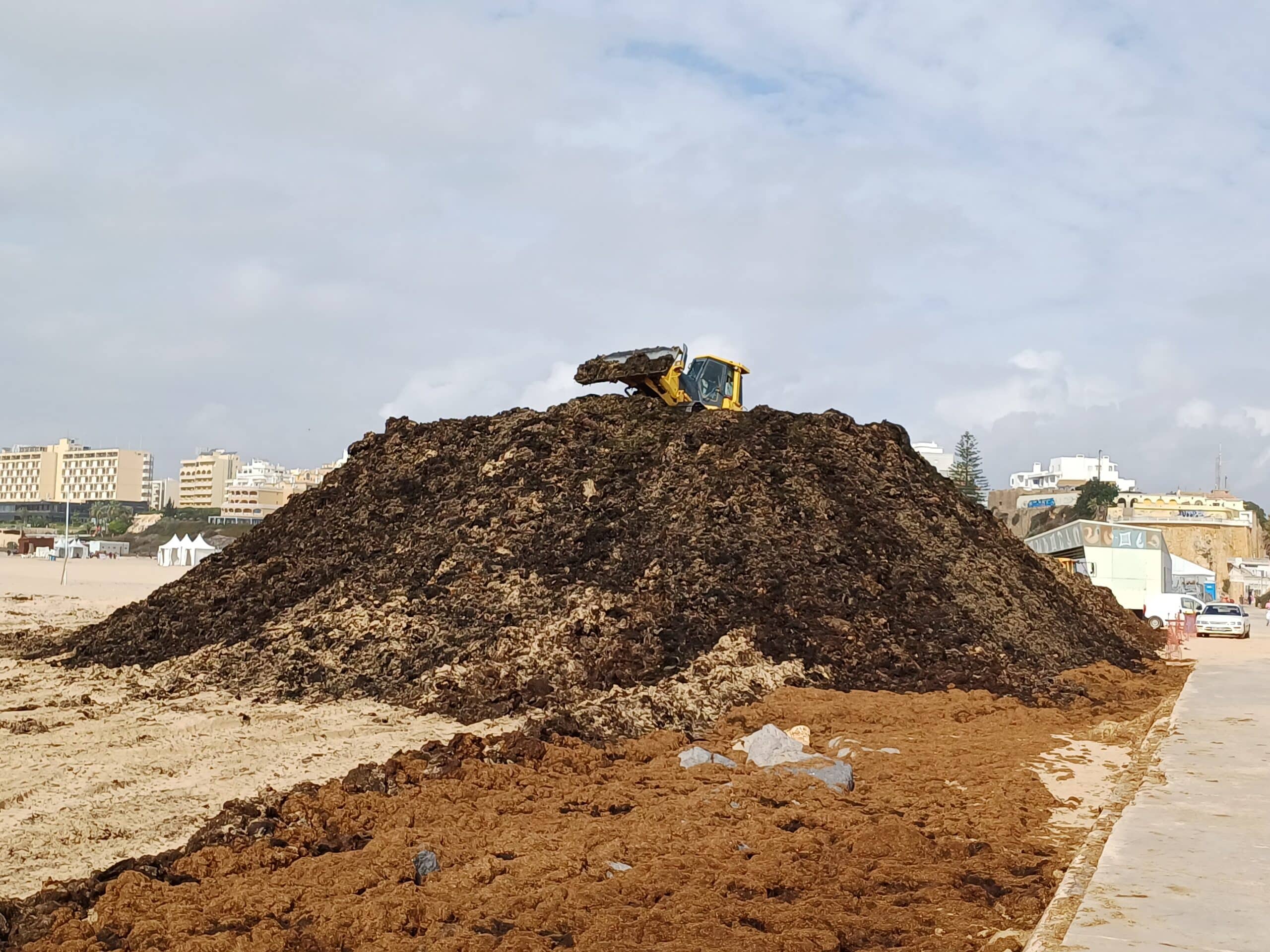 Algae invasion triggers major cleanup at Praia da Rocha|Algae invasion triggers major cleanup at Praia da Rocha|Algae invasion triggers major cleanup at Praia da Rocha|Algae invasion triggers major cleanup at Praia da Rocha|Algae invasion triggers major cleanup at Praia da Rocha|Algae invasion triggers major cleanup at Praia da Rocha|Algae invasion triggers major cleanup at Praia da Rocha|Algae invasion triggers major cleanup at Praia da Rocha