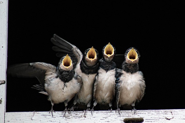 Swallows becoming increasingly rare in Portugal