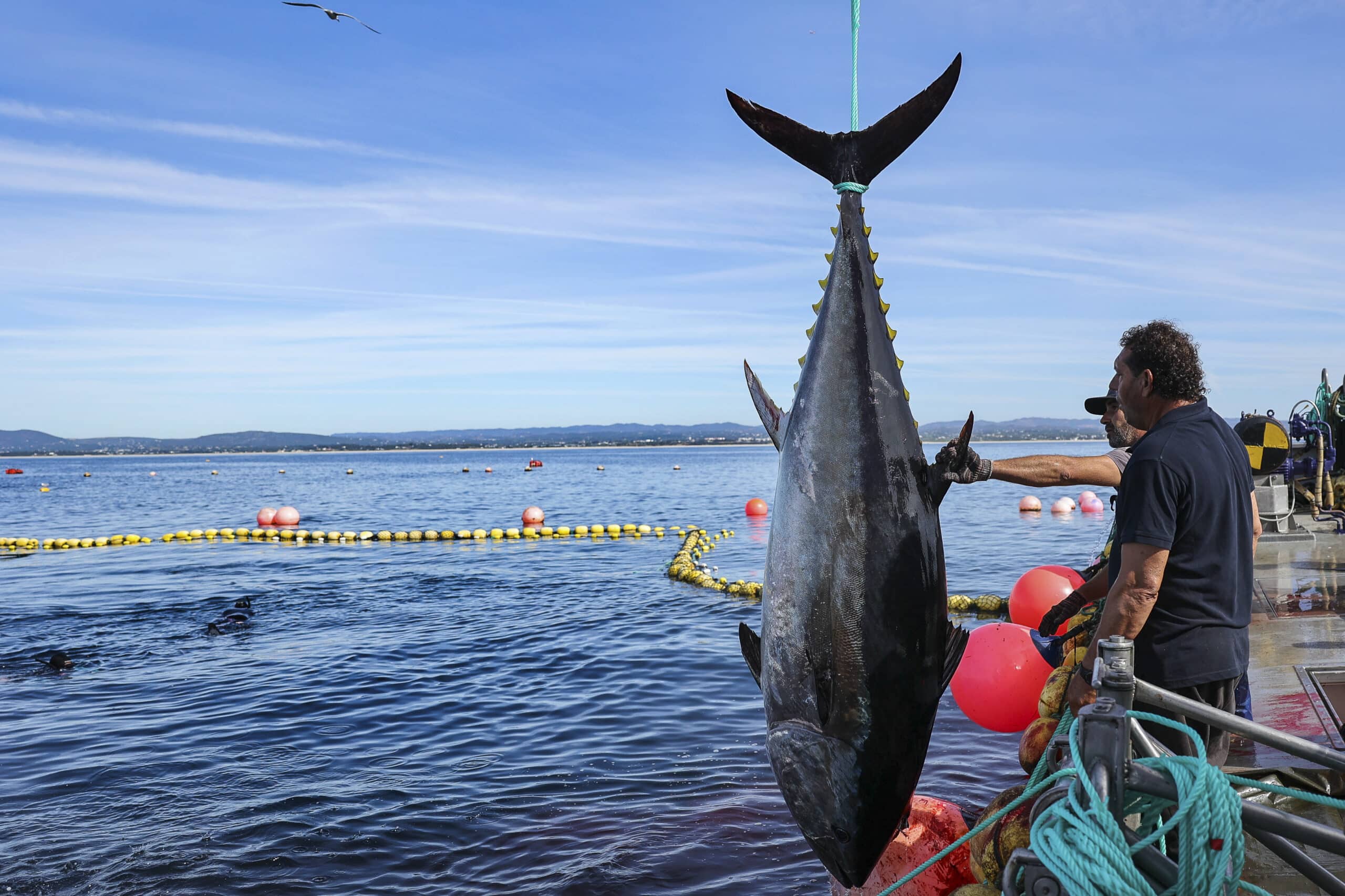 Bluefin tuna fishing season off to good start in Algarve