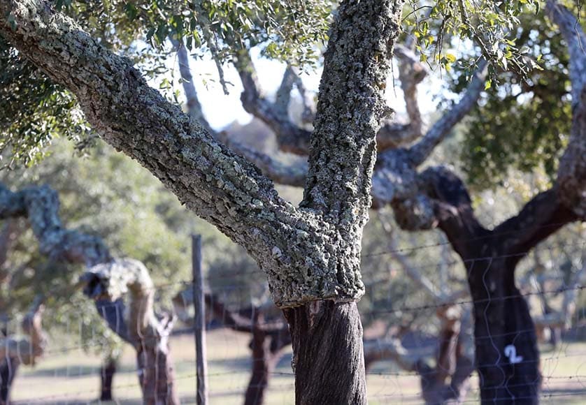 cork tree