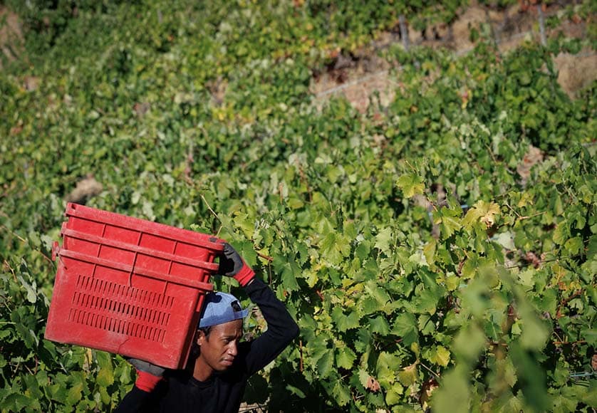 Drought: Douro grape harvest starts early as berries dry up