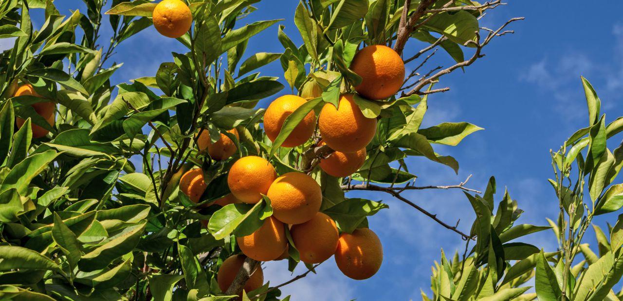 oranges
