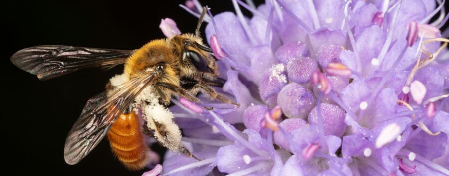 Scientists monitor pollinator insects; find several species of interest