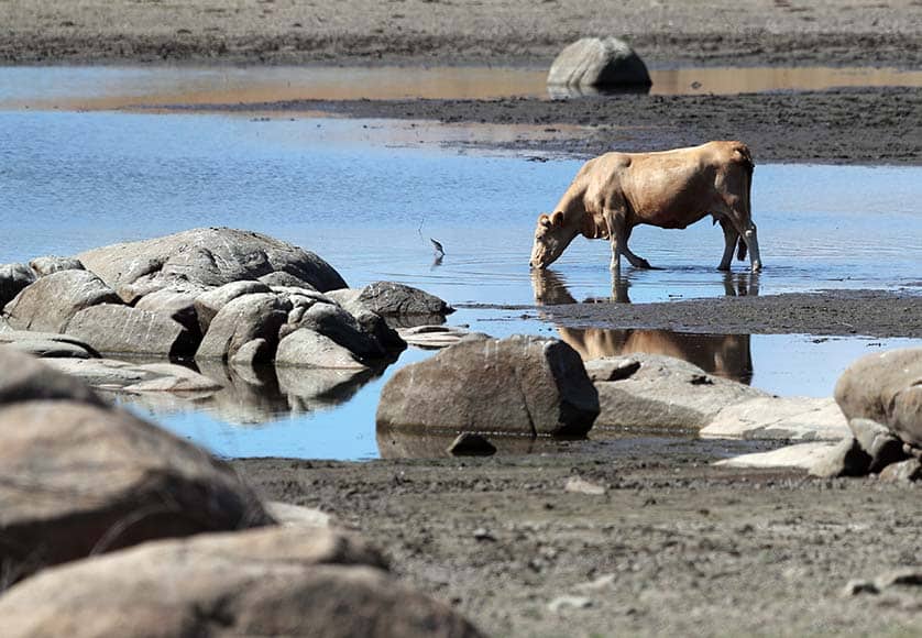 The future for livestock farmers is bleak|Bravura Dam in the western Algarve