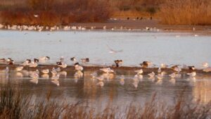 More ‘good news’ for Lagoa dos Salgados wetland 