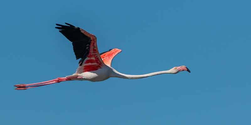 Greater flamingo in flight|Male bluethroat|Osprey in flight