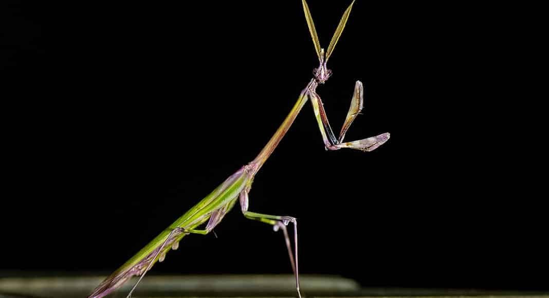 Male Conehead Mantis||