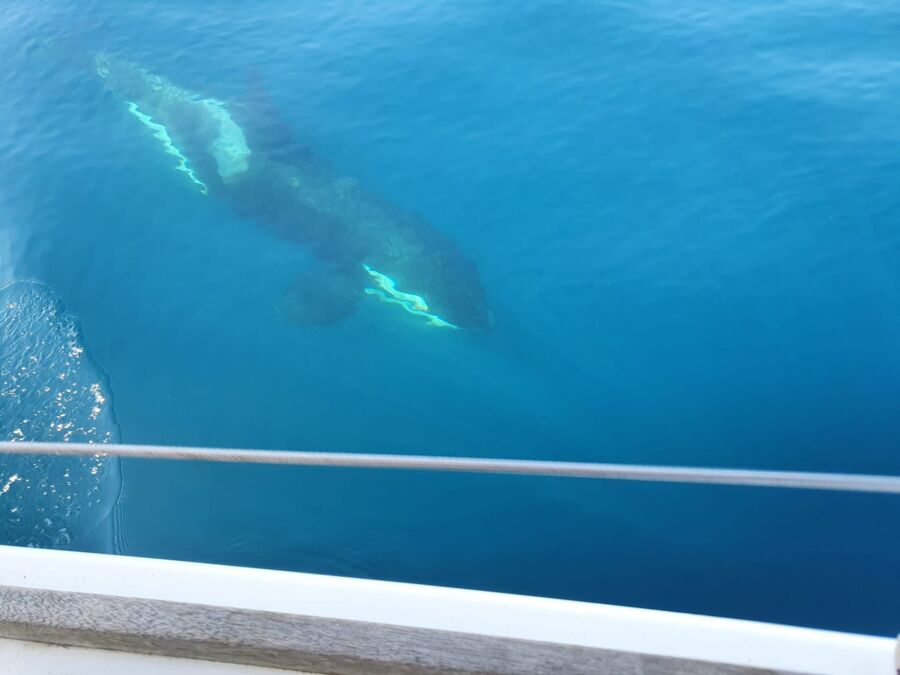 Two new Orca attacks off Portuguese West coast in 24-hours