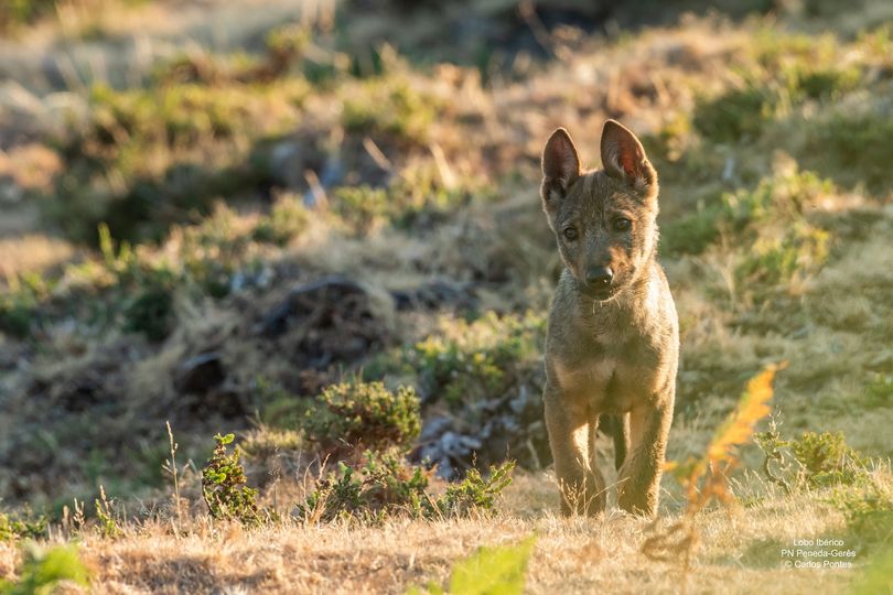 Three condemned for slaughter of six wolves in Peneda-Gerês national park|Three condemned for slaughter of six wolves in Peneda-Gerês national park|Three condemned for slaughter of six wolves in Peneda-Gerês national park