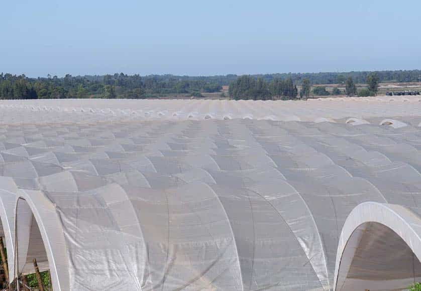 A view of the intensive agricultural explorations that have helped drain Santa Clara dam to its lowest level ever. Photo: Facebook/ Juntos Pela Sudoeste|Barragem-de-Santa-Clara_seca