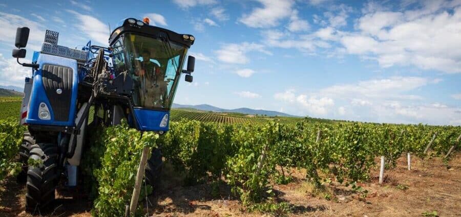 Vineyard