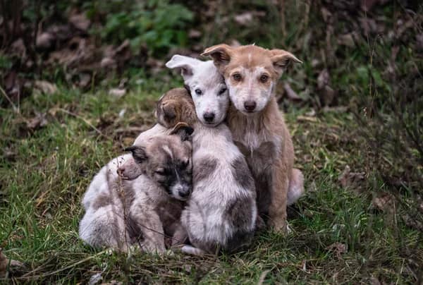 street puppies|street cats