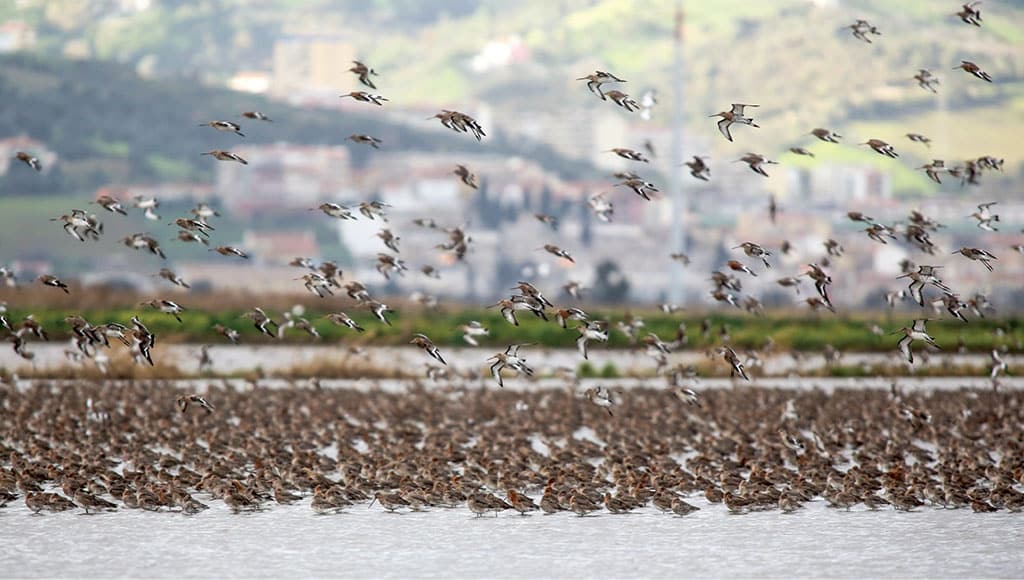 An image used by Science magazine to argue against the sense of installing a busy passenger terminal alongside an important birding wetland (https://www.science.org/doi/10.1126/science.abe4325)