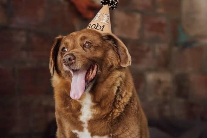 Bobi, the Portuguese wonder dog, is stripped of his Guinness World title|Snaps taken at Bobi's last birthday, aged 31 or not, he had a wonderful day