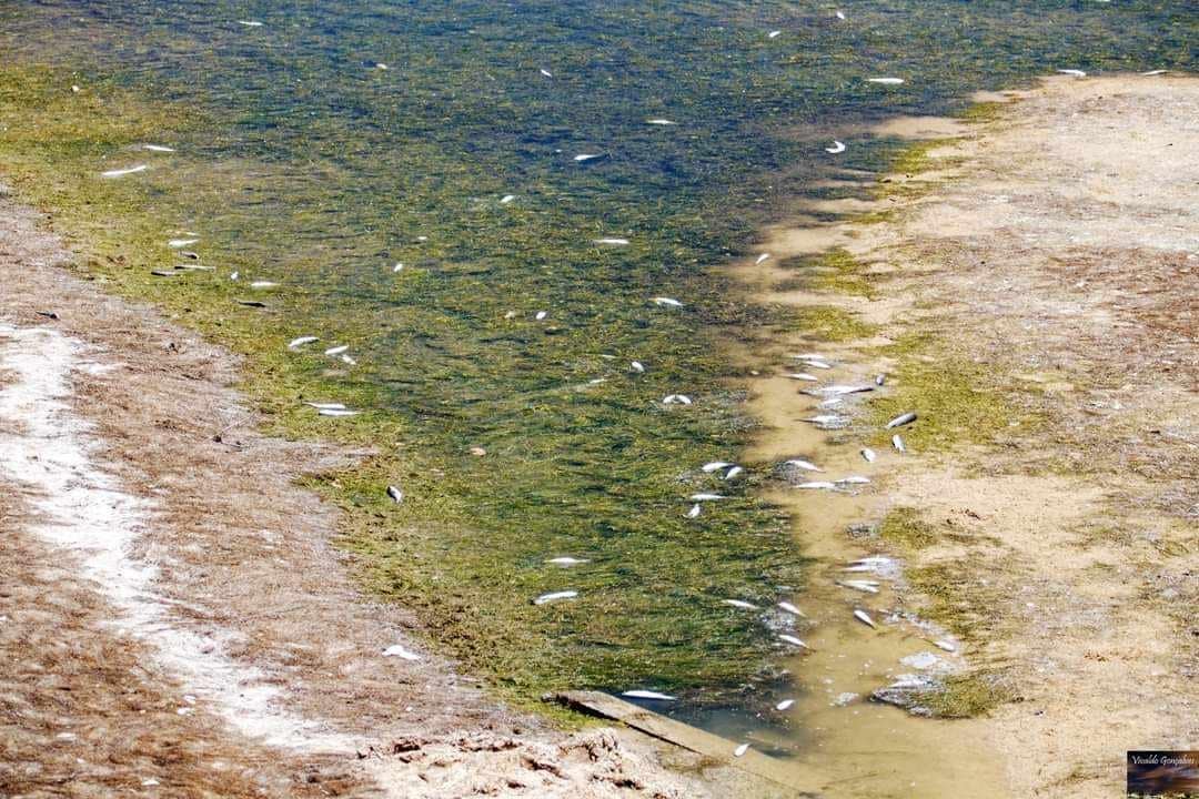 Almargem warns of "dramatic situation" at Alcantarilha Stream