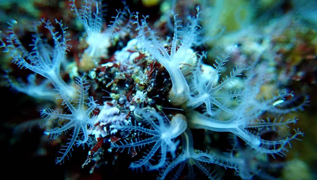 sea coral|coral